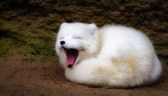 huwowng.ph