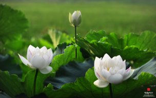 Maihuong1208