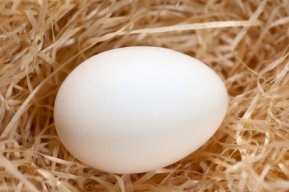 WhiteEgg