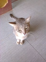 chi_bb