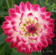Canh Chan Cơm