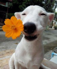 Mật ^ Mật