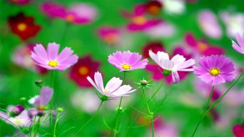 thanh tra0276
