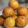 Sấu Dầm