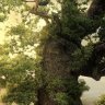 niukeo_MT1049
