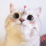 mearimeari