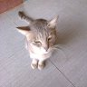chi_bb