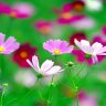 thanh tra0276