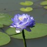 thanhna