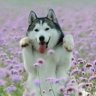 jollysheep